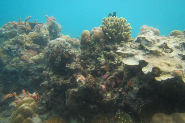 Gezond koraal in het beschermde marien gebied