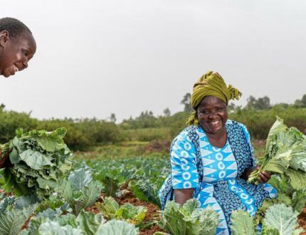 Twee mensen uit Tanzania oogsten hun gewassen.