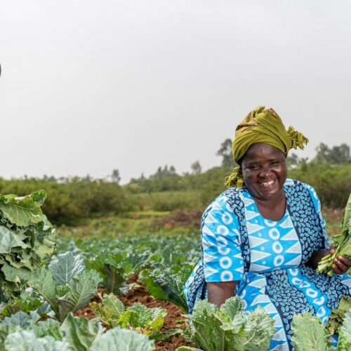 Twee mensen uit Tanzania oogsten hun gewassen.