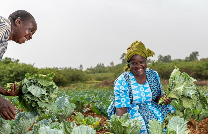 Twee mensen uit Tanzania oogsten hun gewassen.