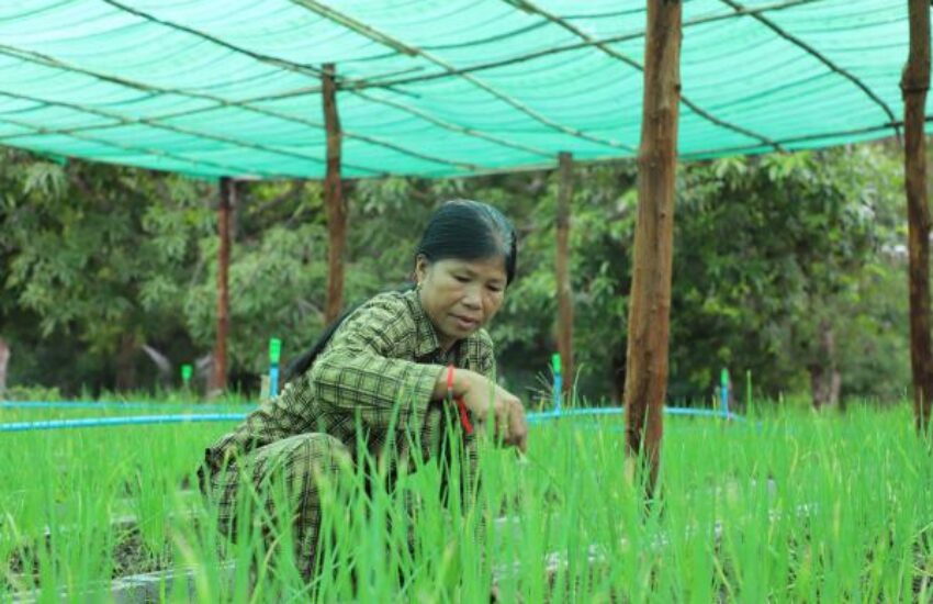 Green Project Cambodja - Mevrouw Sokea